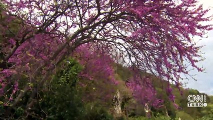 İstanbul’da erguvan zamanı