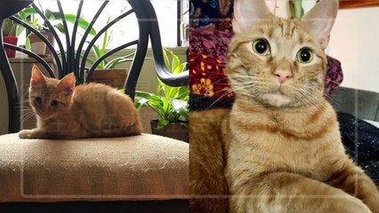 petmao_nownews-copy3-20200430-23:29