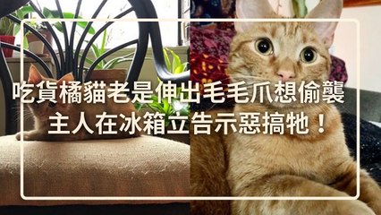 petmao_nownews-copy4-20200430-23:29