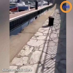 Un requin a été filmé ce jeudi matin dans les eaux du port de plaisance à Sète !