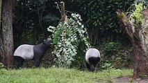 فيروس كورونا يدفع الحيوانات في حدائق الحيوان في إندونيسيا إلى حافة المجاعة