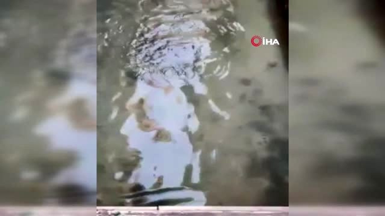 - İtalya'nın ünlü su kanallarına hayvanlar geri döndü