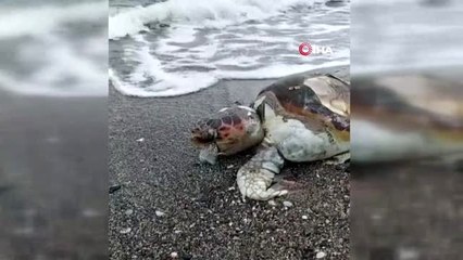 İçmeler Sahili'ne ölü caretta vurdu