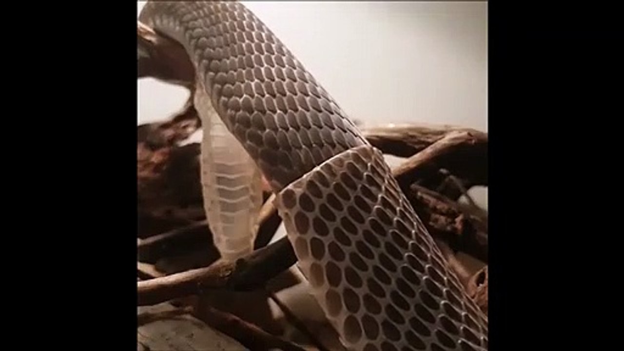 Ce serpent black mamba change de peau et c'est magnifique