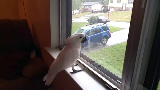 Ce perroquet est tellement content de voir son maitre de retour du travail