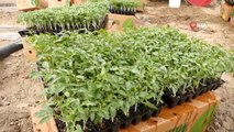 Isparta'da 1 milyon 400 bin domates fidesi toprakla buluşuyor