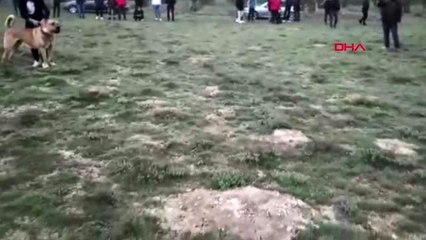 Konya'da, bahisle köpek dövüştüren 10 kişi hakkında soruşturma