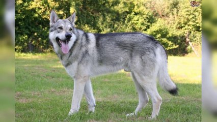 15 New Hybrid Animals Created Recently