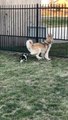 Corgi Pup Tries to Take Woofer for a Walk