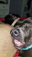 Dog Sleeps Well after Ruff Day in Quarantine