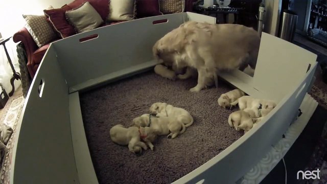 Two Week Old Golden Retriever Puppy Can't Find Mom