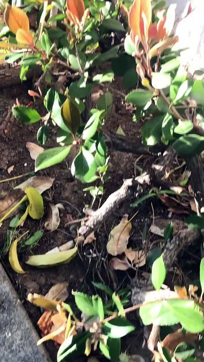 Hungry Squirrel Steals a Slice