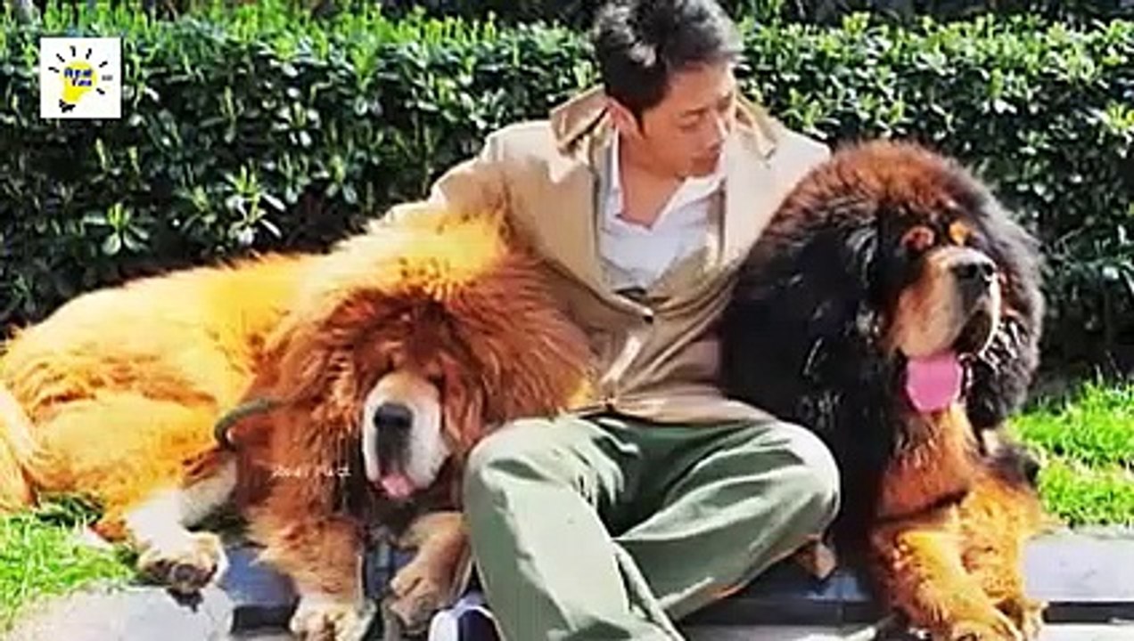 Most Dangerous Dogs In The World - Top Dangerous Dogs Breeds in the World In Hindi_Urdu