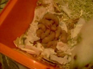 les bibous de Isis a 1 jours