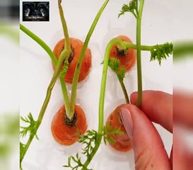 30 FORMAS DE CONVERTIR LA BASURA EN PLANTAS  - Genial on Facebook Watch...