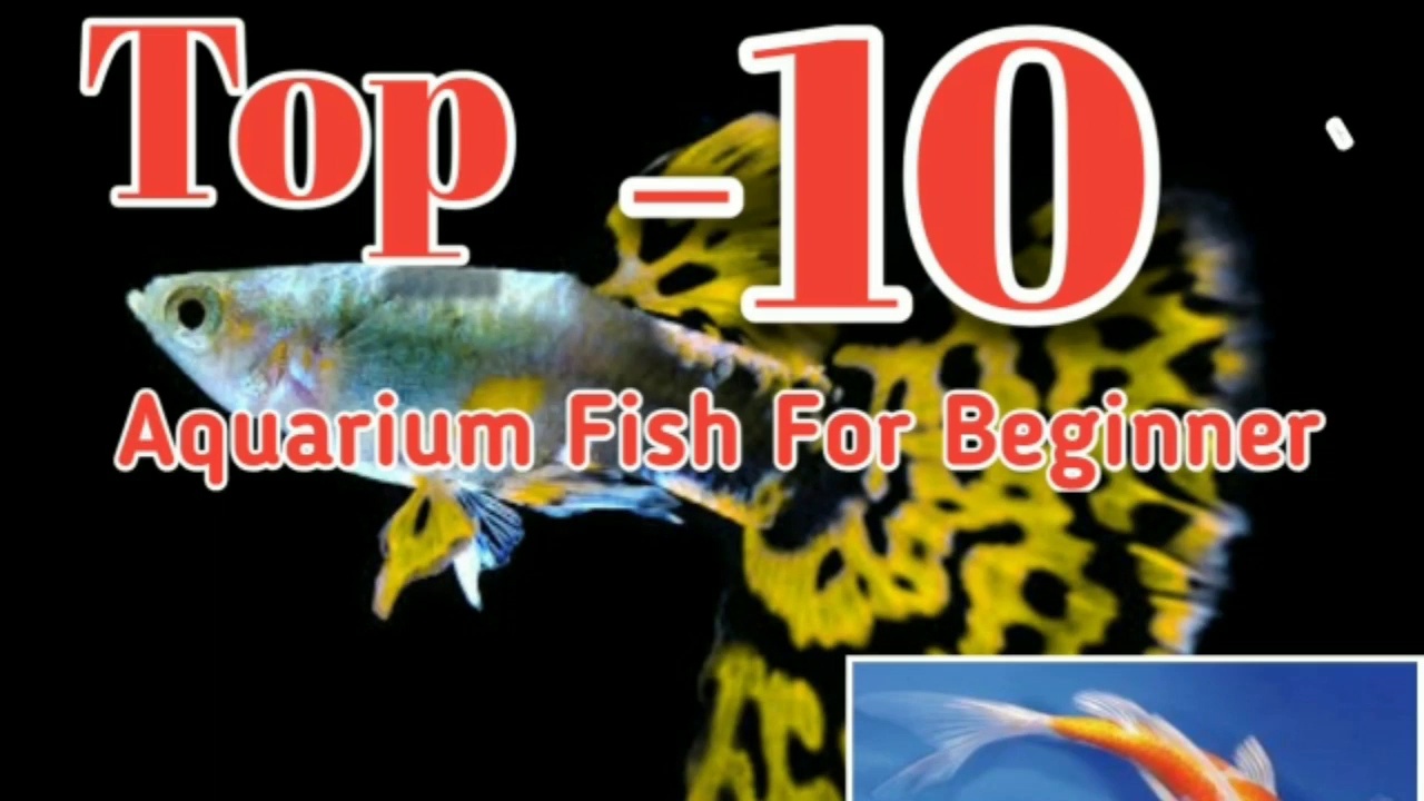 top 10 aquarium fish for beginners