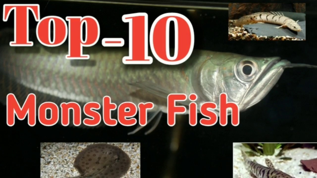 monster fish in aqauarium