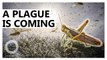 Locust plague threatening food security in East Africa