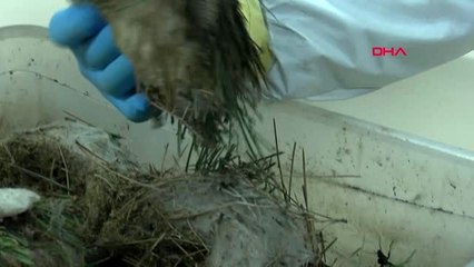 Kızılçam ormanlarını terminatör böcekler koruyor