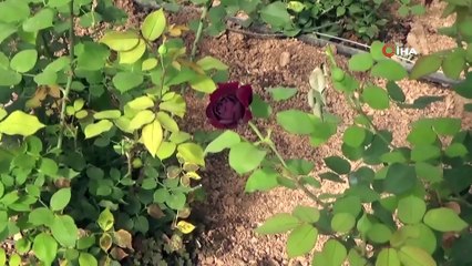 Halfeti'nin simgesi karagül açtı