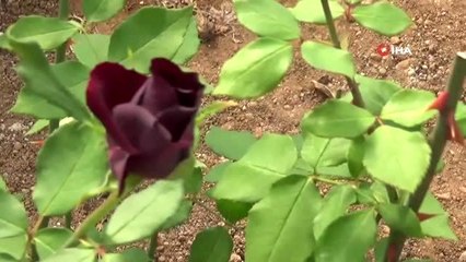 Halfeti'nin simgesi karagül açtı