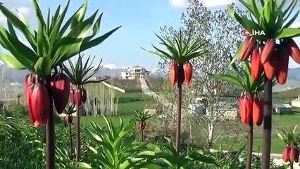 Yüksekova’da ters lale güzelliği