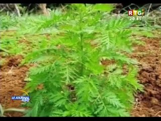 Covid-19: de retour de Beyla, Dr habib Kourouma présente les vertus de l'artemisia