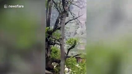 Dramatic moment avalanche hurtles towards village in north India