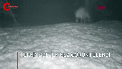 Türkiye'de ilk kez görülen Covid-19 şüphelisi rakun köpeği