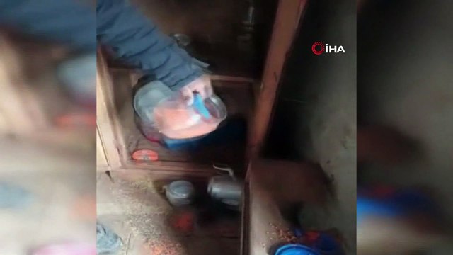 Yaylaya çıkınca şoku yaşadılar... Ayıların evlerine verdiği zararı görünce ne yapacaklarını şaşırdılar