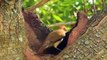 Bird Building Its Nest Furnarius Rufus Wild Birds