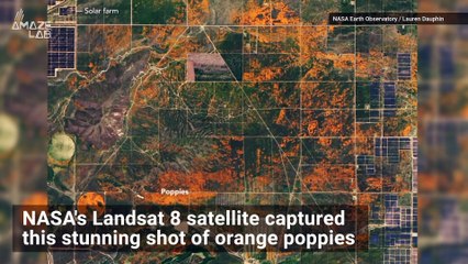 Descargar video: 'Unexpected' Burst of Orange Poppies in Mojave Desert Seen From Space