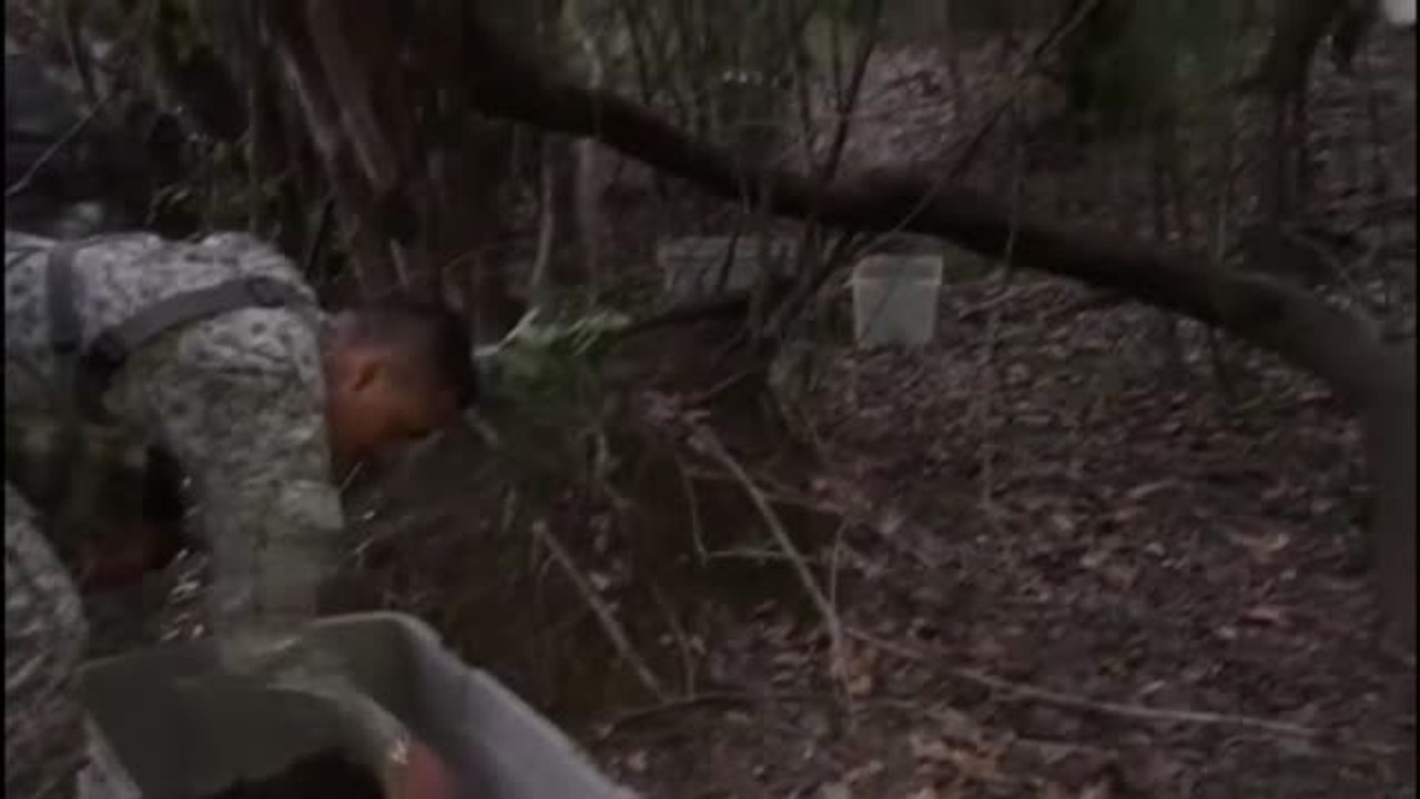 Devuelven 2000 tortugas a su hábitat natural en Colombia