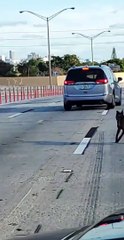 Dog Roaming on the Interstate Stops Traffic