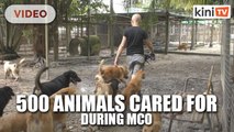 Furry Friends Farm strained by MCO with hundreds of animals to care for