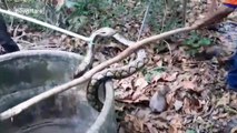 Thirsty python rescued after getting stuck at the bottom of well in search of water in Thailand