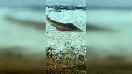Yaklaşık 2 metre uzunluğunda "kemane" balığı görüntülendi