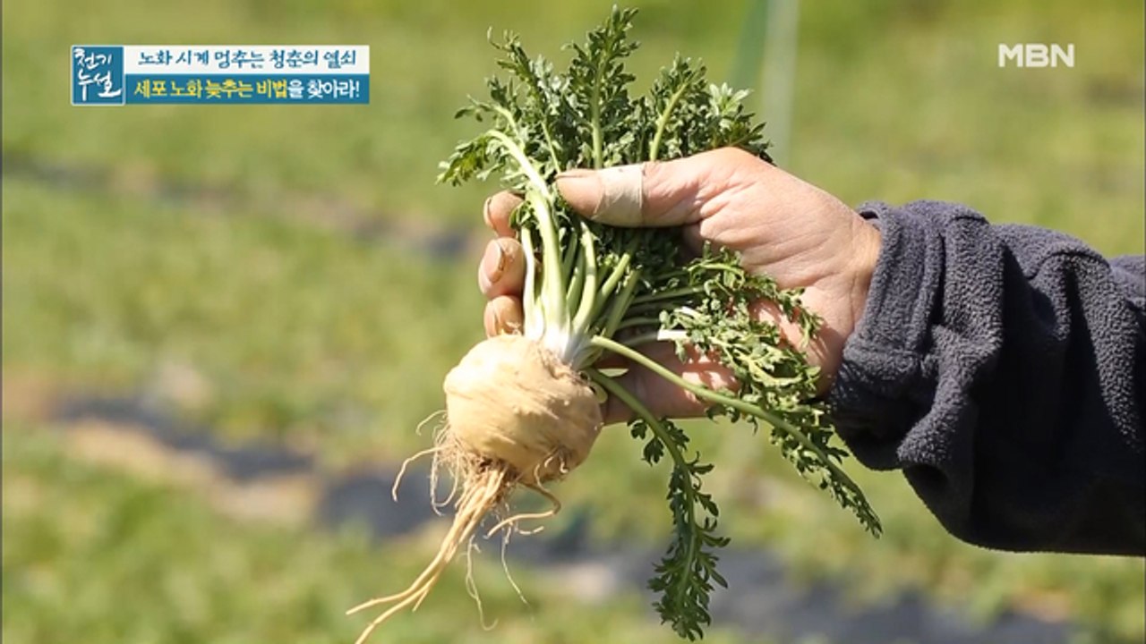 세포 노화를 늦추는 특별한 가루가 있다? '이것'의 정체는?