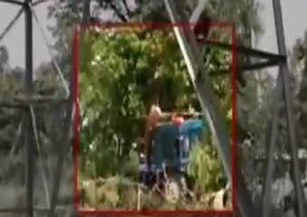 Tiger attacks three men on tractor, VIDEO