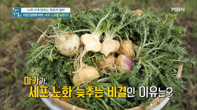 노화 막는 특급 비법이 있다? 암 재발 방지 돕는 페루의 산삼 [마카]