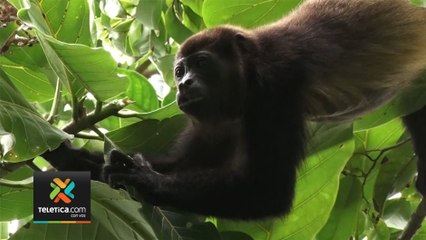 tn7-animales-parque-manuel-antonio-010520