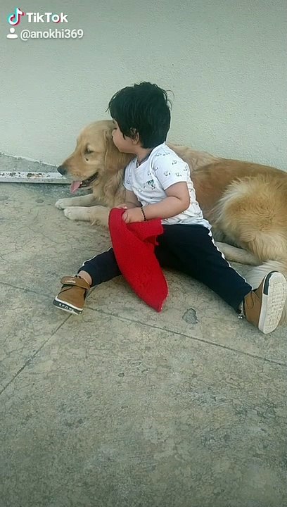 Pet friendship