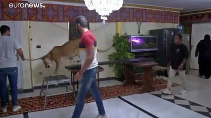 شاهد: مصري ينقل عروض الأسود من السيرك إلى منزله خلال حجر كورونا