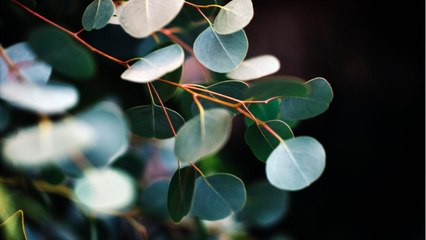 Vos Questions Jardin: Les feuilles de mon eucalyptus sèchent