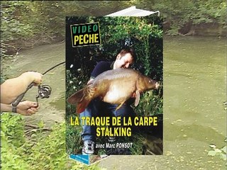 La traque de la carpe stalking