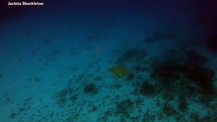 'Extraordinarily Rare Ornate Eagle Ray Filmed In The Great Barrier Reef'