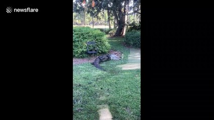 US family shocked to find 'aggressive' alligator lurking in their garden