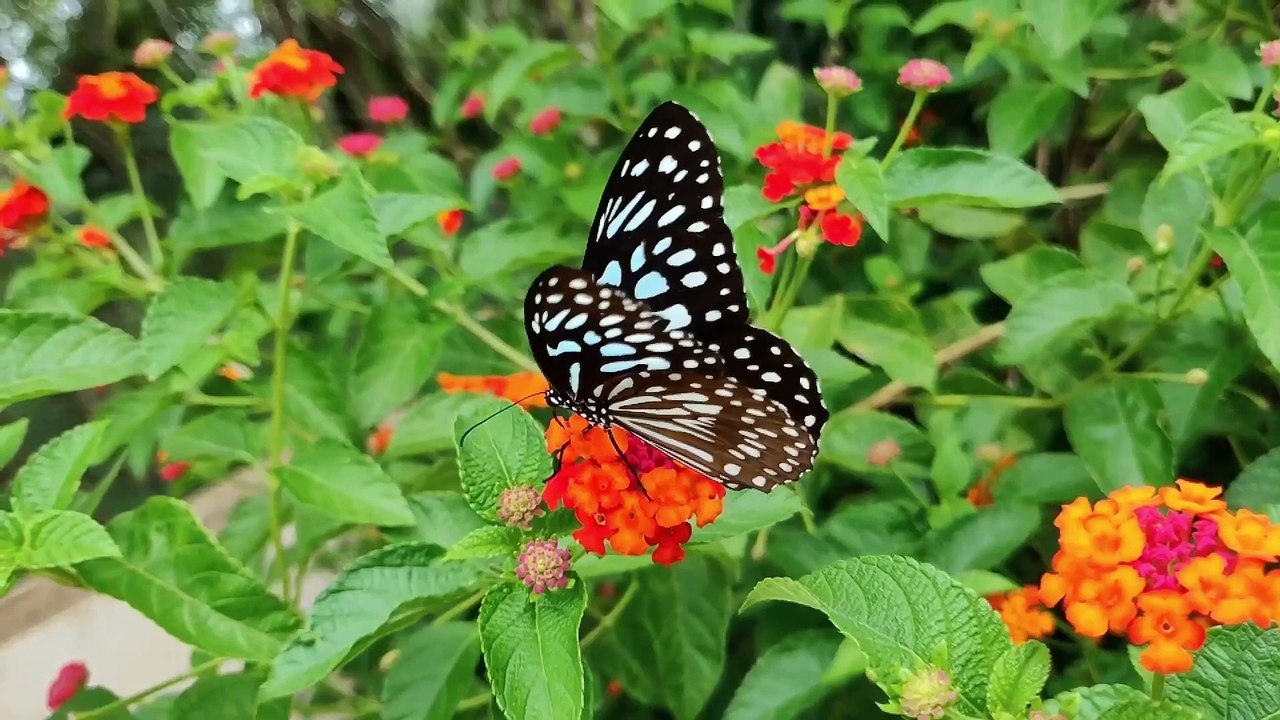Butterfly Life Cycle