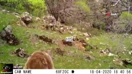 Malatya'da ayı görüntüleri fotokapana yansıdı
