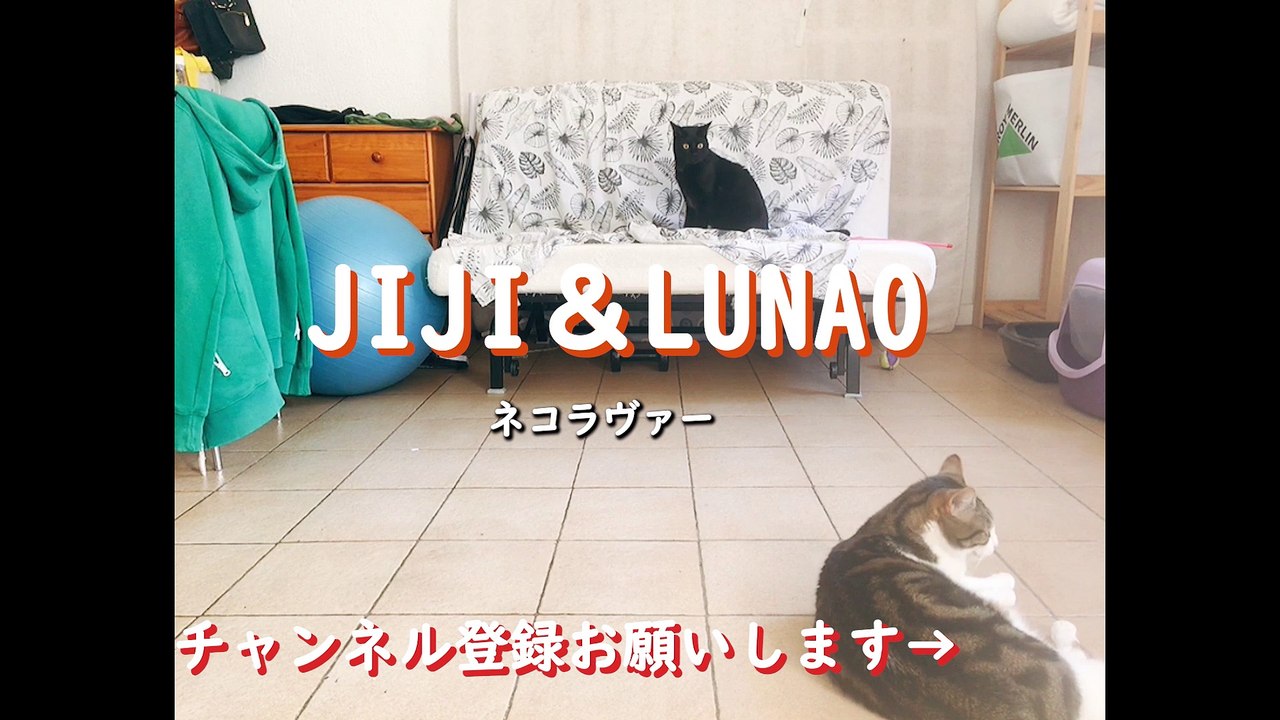 SHADOW vs CATS ネコと光の静かな戦い